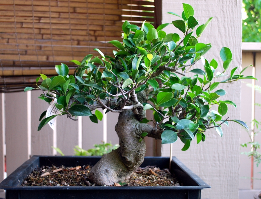 Ficus Demonstration Tree Update