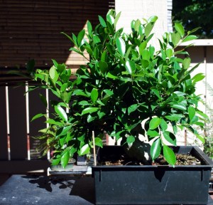 Ficus  Microcarpa, August 2013 Pre Demo