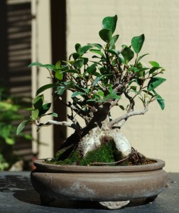FIcus Microcarpa, dwarf Shohin style