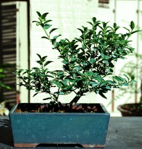 Ficus Pumila, No leaf reduction is needed on this tree. It has been up-potted to strengthen it. It is in Fruit now. I have not let this tree develop weeping branches.