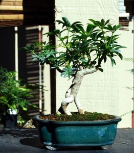 Schefflera, reduced leaf size to dwarf. This was a commercial stock cutting and is developing into an interesting dwarf. Tree will be wired this winter again to bring branches down.