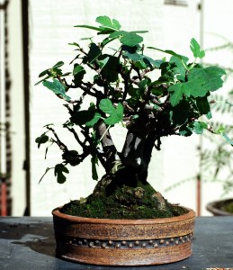 Common Western Fig, grows all over California and typically had huge leaves and fruit. This tree has been reduced to Shohin over the past 4 years.