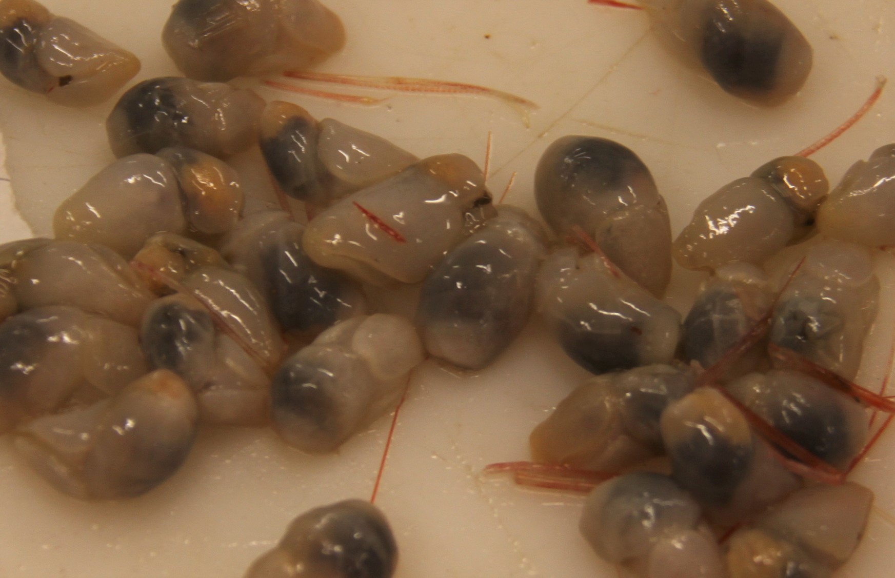 Pictures of some cryptic benthic species found in our nets. (photo: Laurene Pecuchet/UiT)