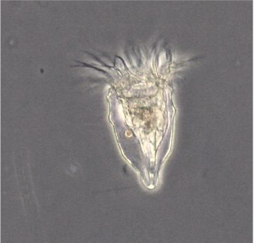ciliate