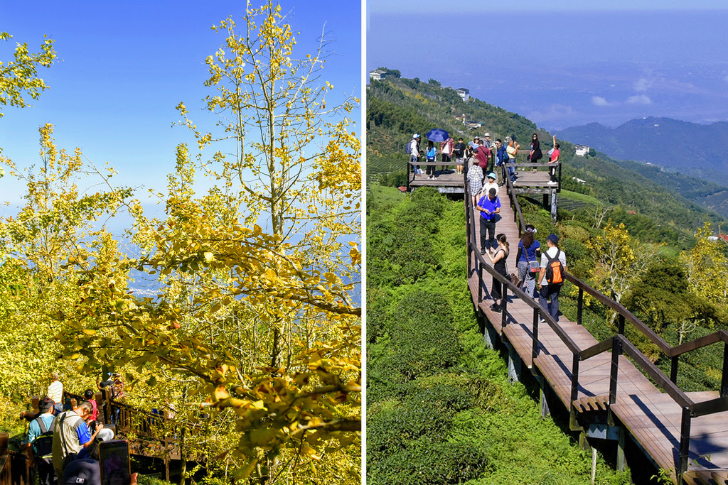 南投鹿谷景點【武岫農圃】銀杏林景觀步道、大崙山景觀臺