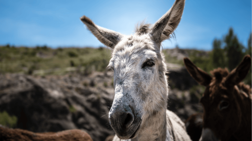 Trekking Annapurna - Monos Burros - Destacada