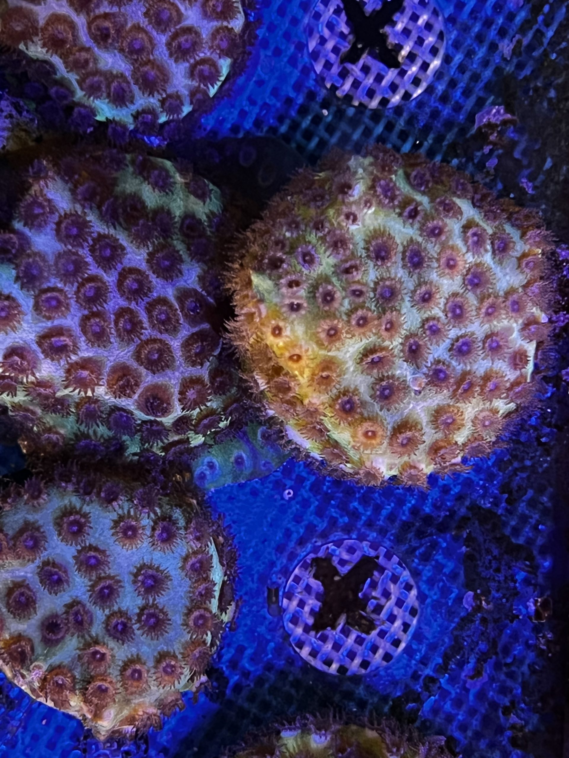 Ice Shower Cyphastrea