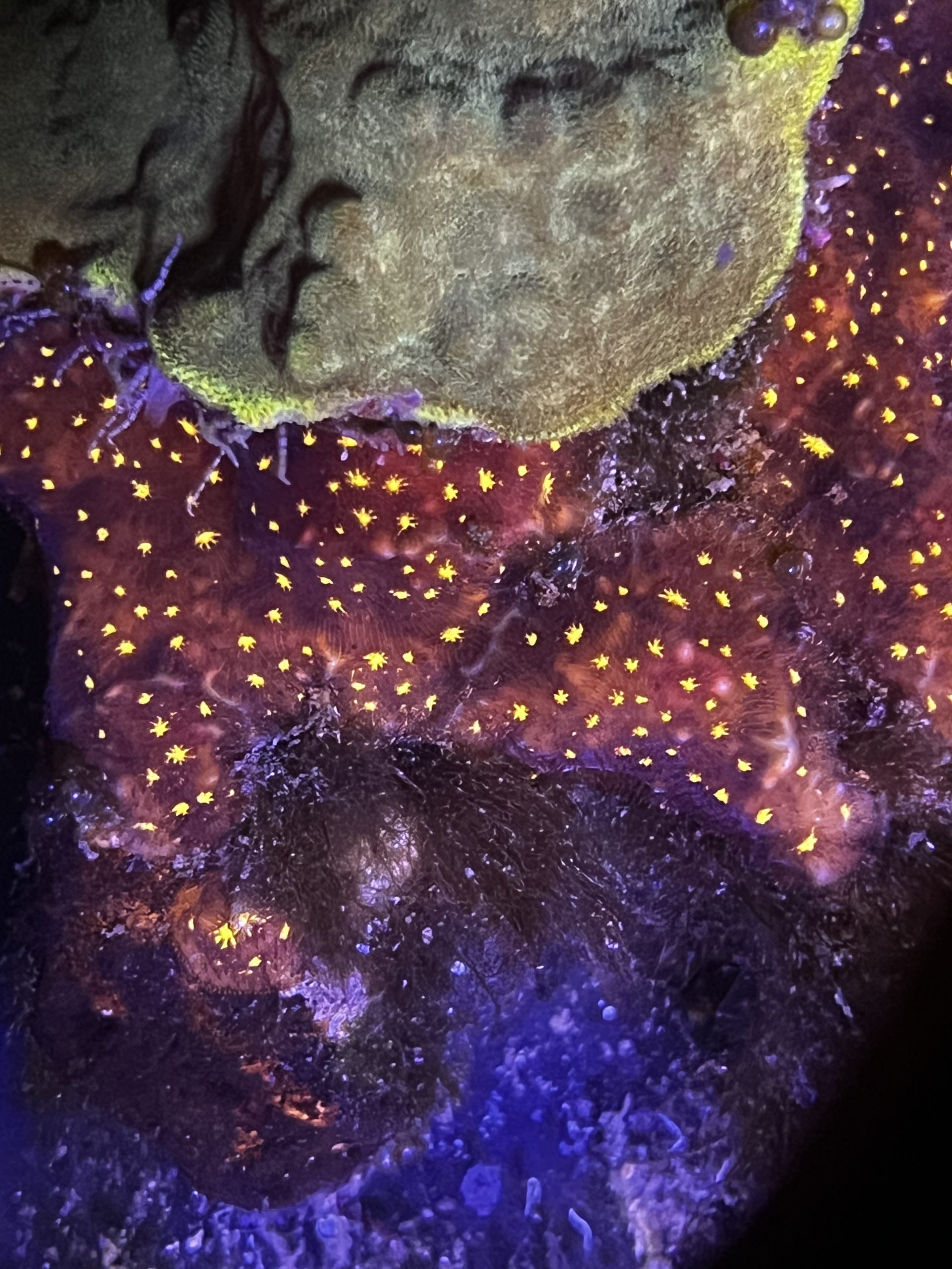 Firework Leptoseris (aka Lava Field)