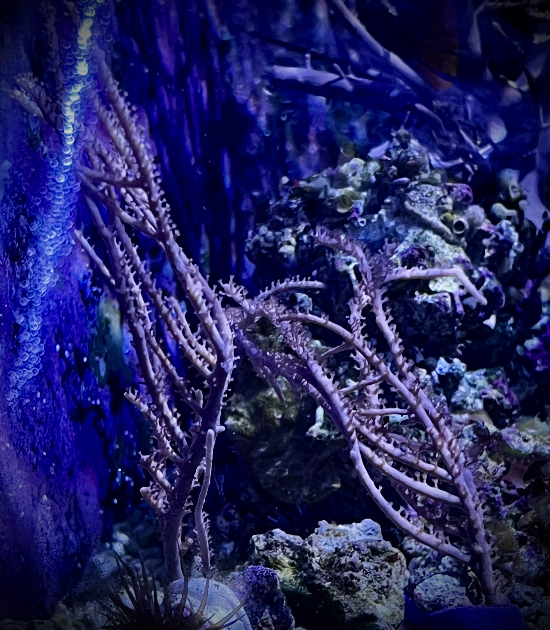 Gorgonians