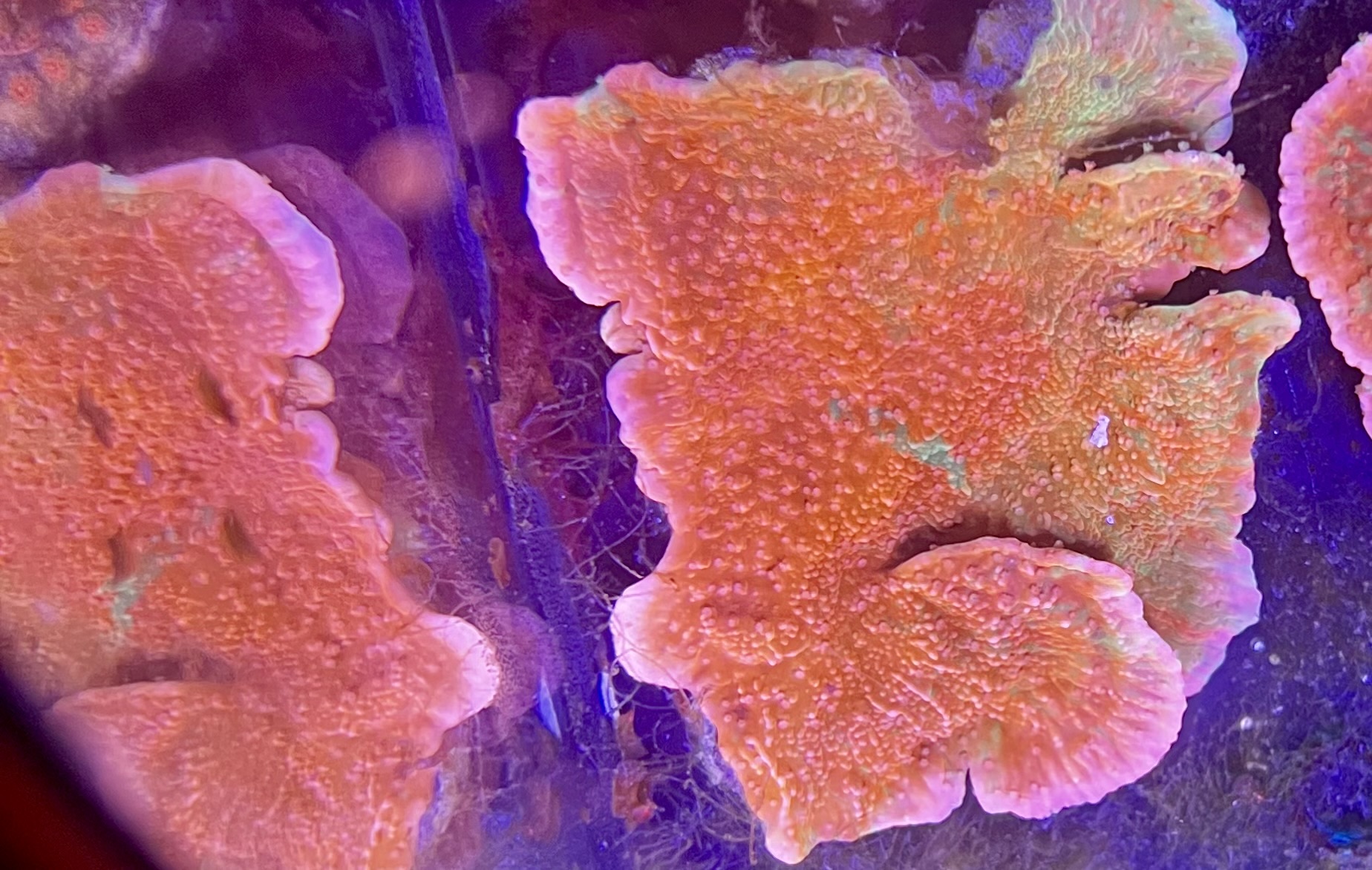 Graphted Monitiopora Red/Green