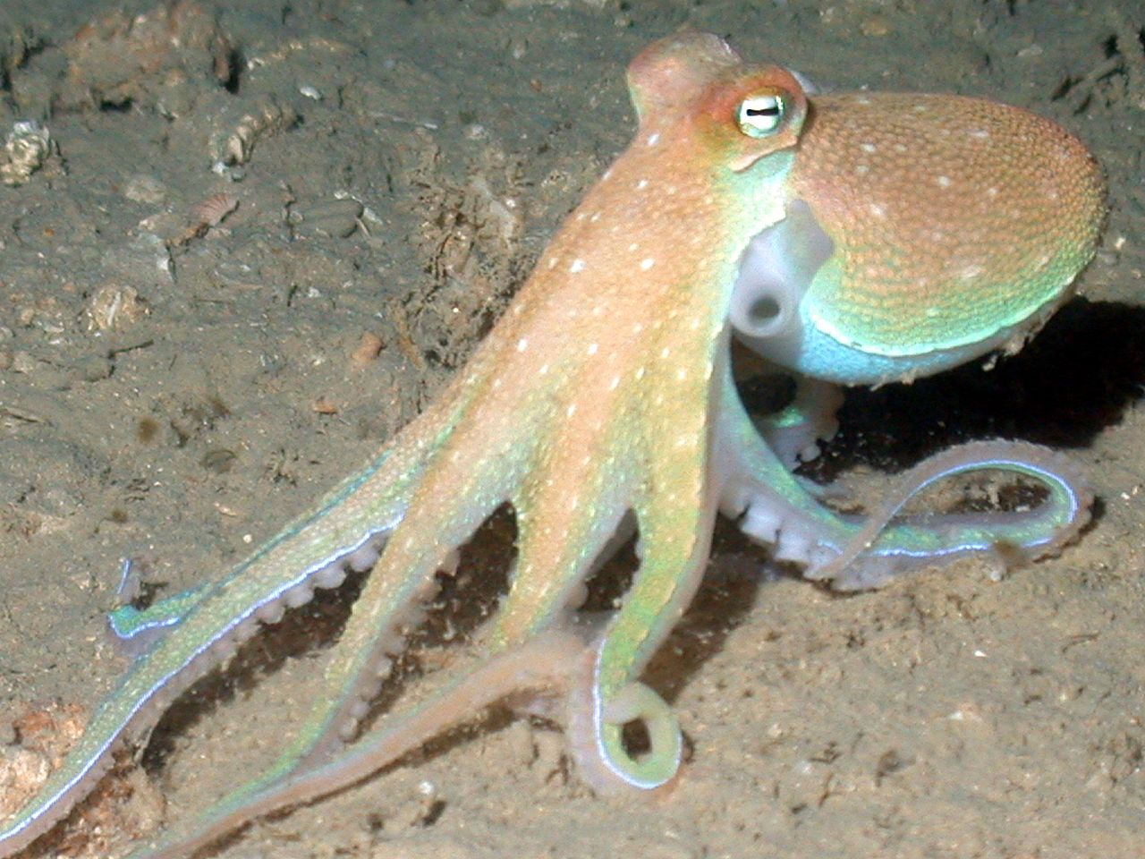 Expl0717 - Flickr - NOAA Photo Library