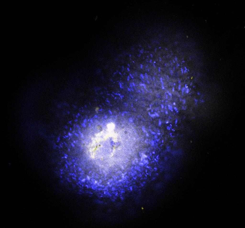 1 msc DAPI+ThR001 a