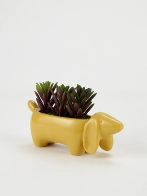Here's a look at some of the most. Artificial Succulent In Yellow Sausage Dog Pot 10cm Home George At Asda