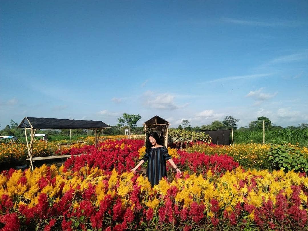 Download Gratis Gambar 5 Kebun Bunga Matahari Paling Indah Di Indonesia Cantik Banget Terbaru by Lampung Hits