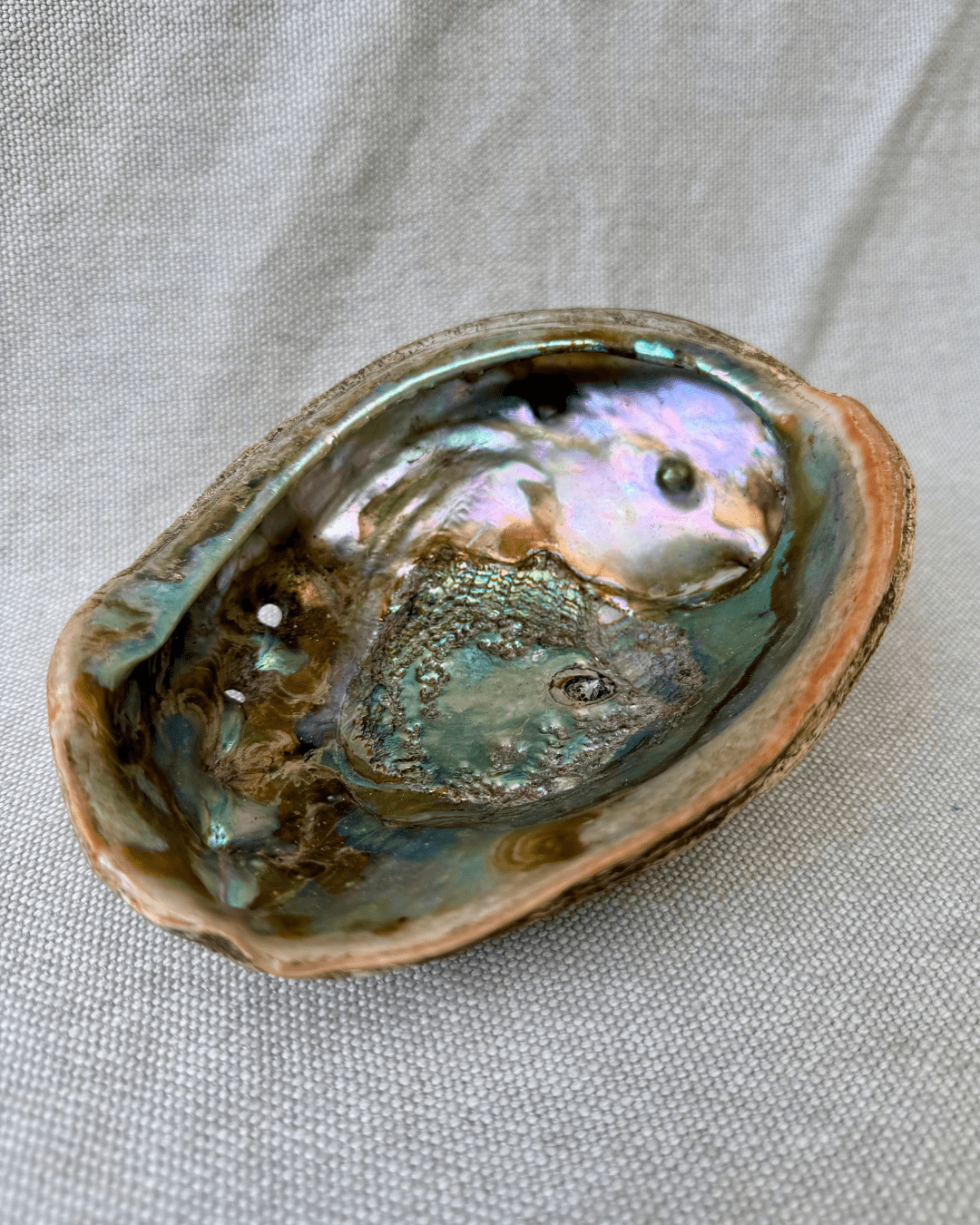 Large 7" Natural Abalone Shell – Iridescent Mother of Pearl Smudge Bowl & Catchall