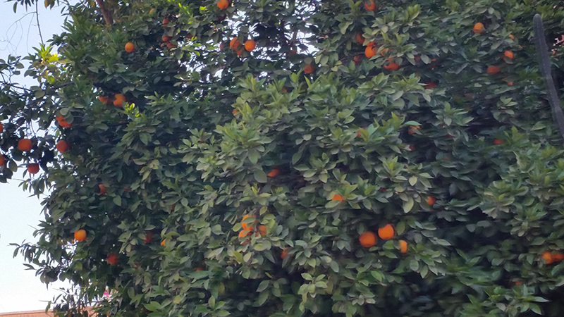 marrakech10