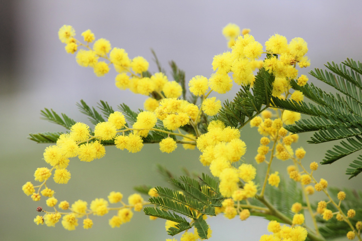 7 Herbs for Anxiety- Some May Be Found in Your Garden!