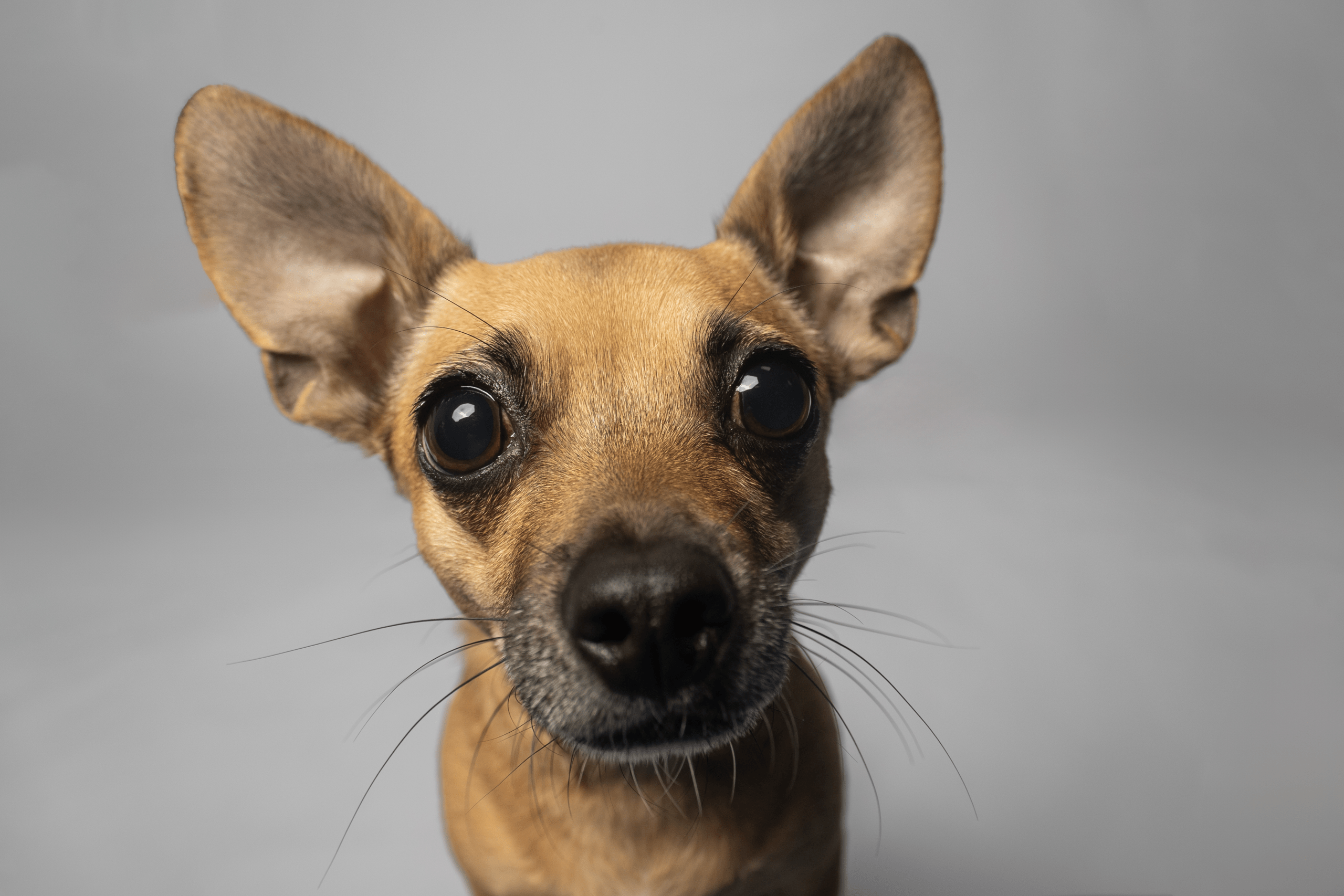 What to Expect at Your Pet Photography Session