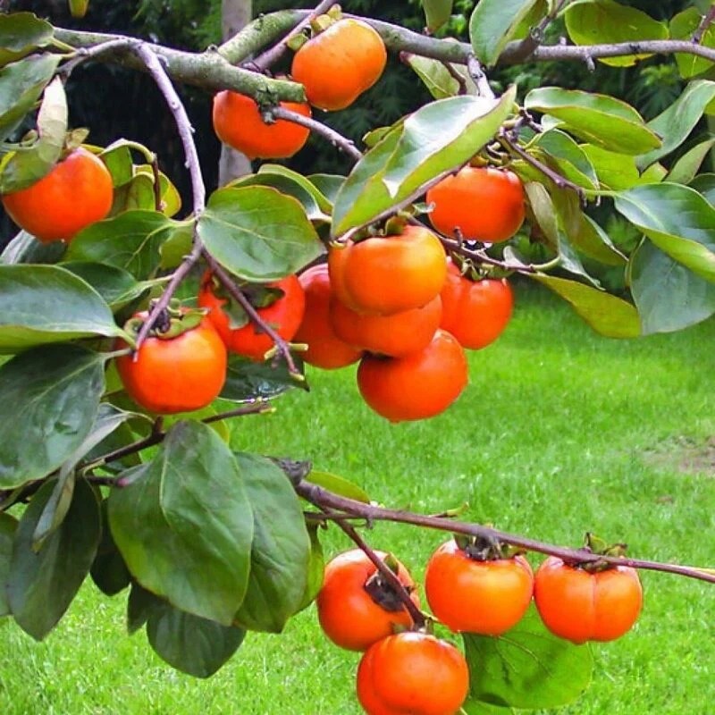 Persimmon Grafted Ashok Chakra Nursery