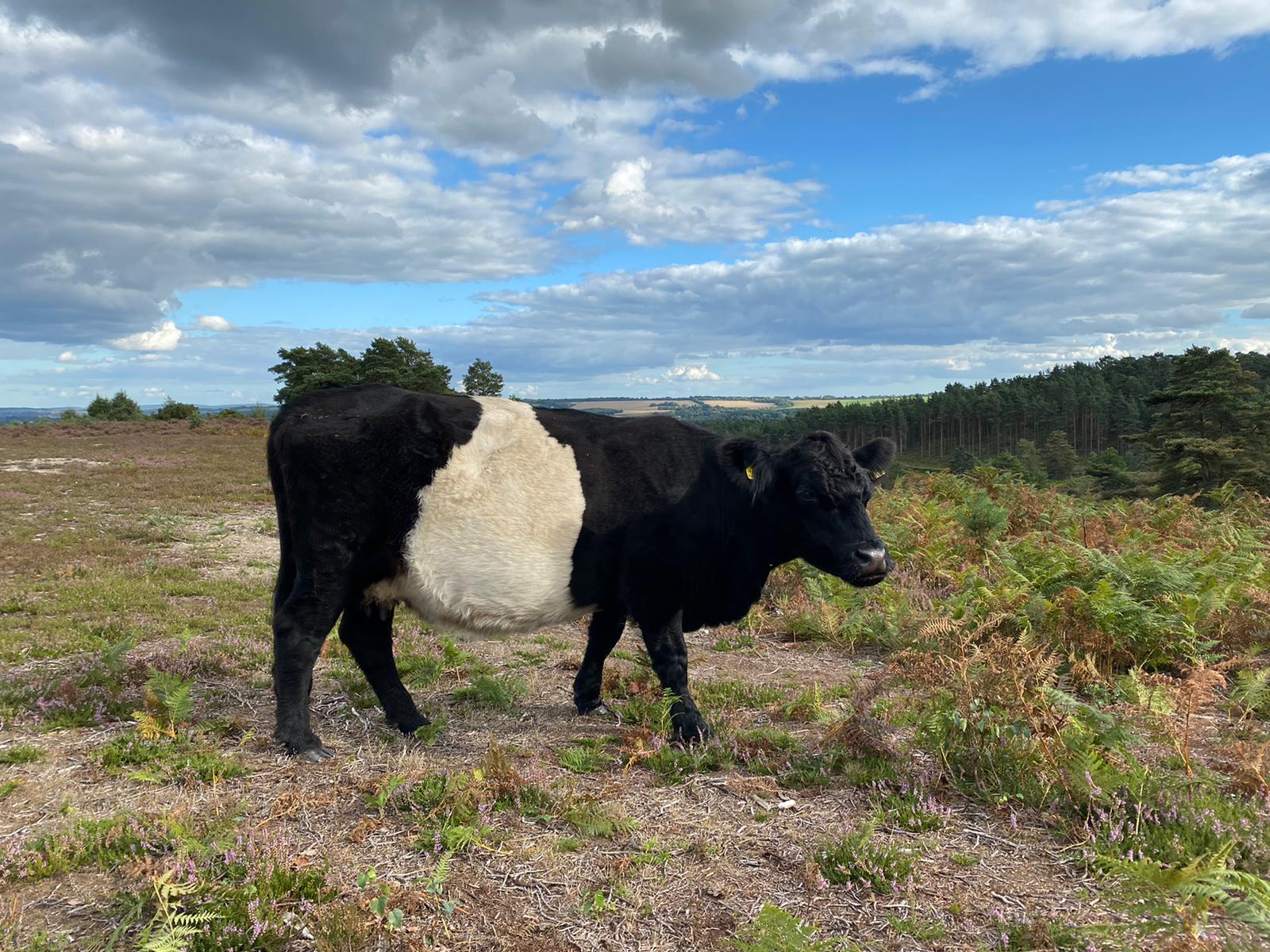 Cattle Returning to Ash Ranges