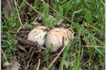 Природные и заповедные зоны бишкек: Odnodnevnye Ekskursii S Bishkeka V Gory I K Istoricheskim Pamyatnikam