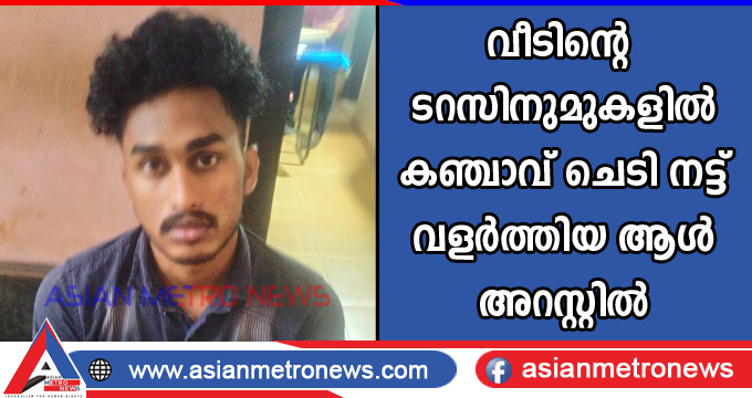 വീടിന്റെ  ടറസിനുമുകളിൽ കഞ്ചാവ് ചെടി നട്ട് വളർത്തിയ ആൾ അറസ്റ്റിൽ