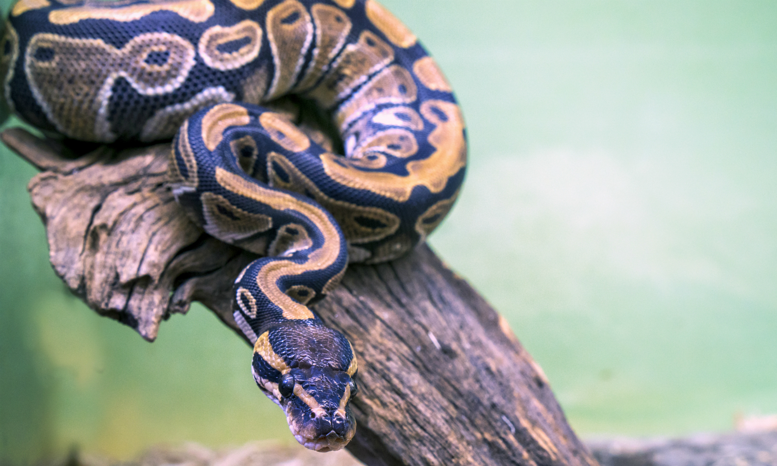 A python. Photo by iStock.