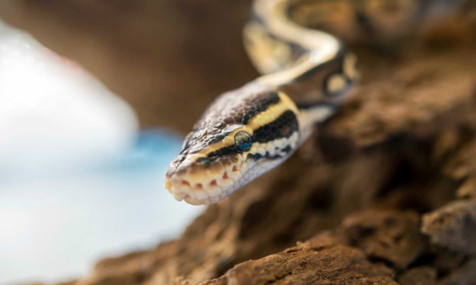 A python similar to the one that was rescued. Photo: iStock.