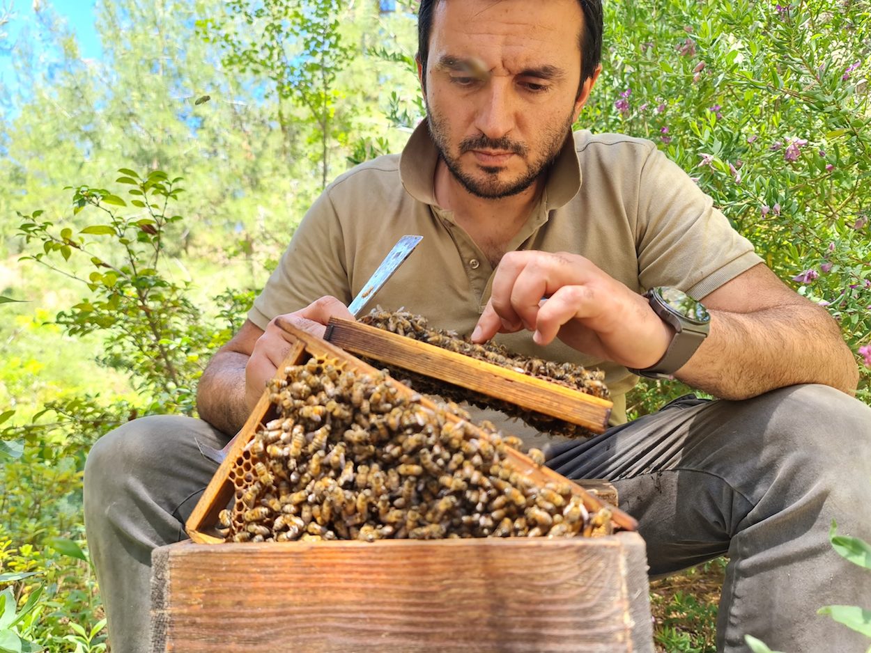 Beekeepers creating a buzz with pioneering honey initiative The World