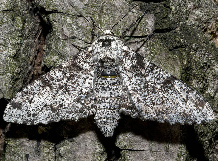 Model 2 Color Variations In Moths In Great Britain Chegg Slovaceks Science Evolution Answer Key for Review Packet.