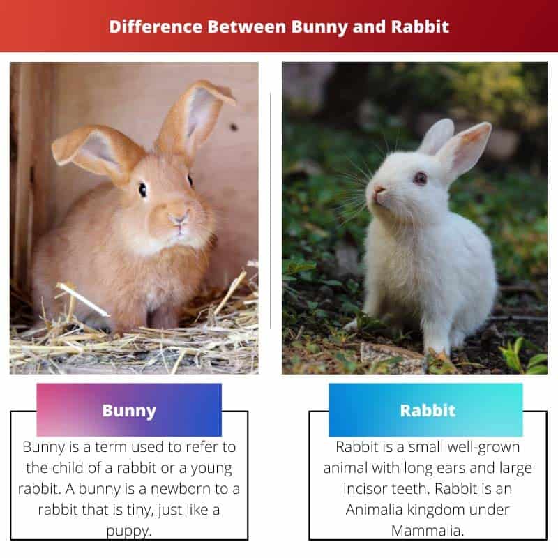 Difference Between Bunny And Rabbit - Premium City Pattern Gallery - Ultra HD