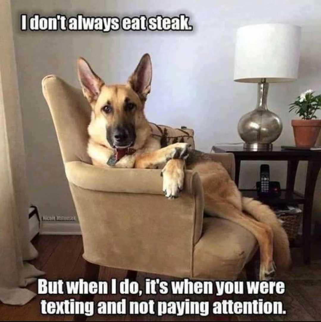 dog meme