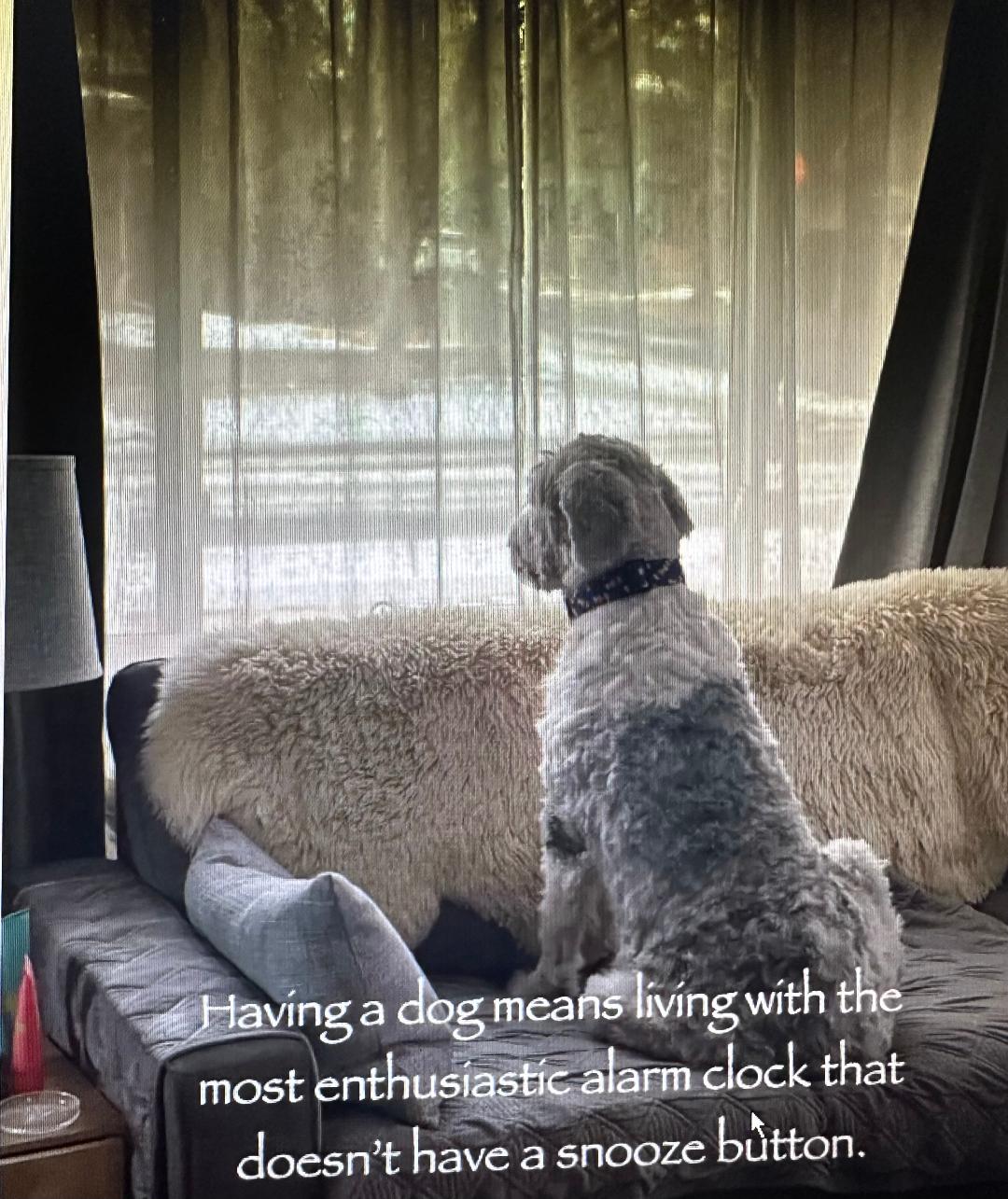 dog waiting