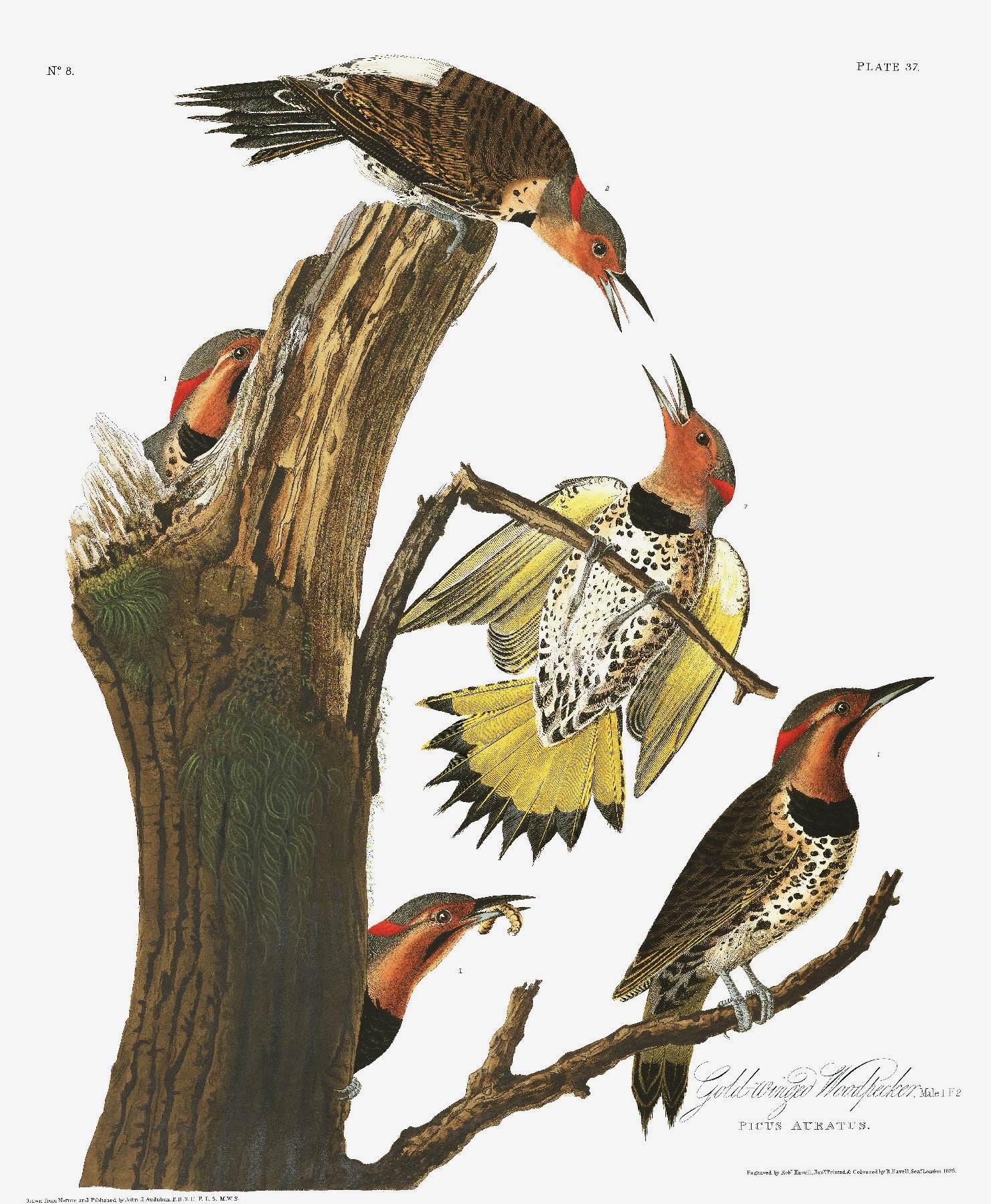 Gold Winged Woodpecker