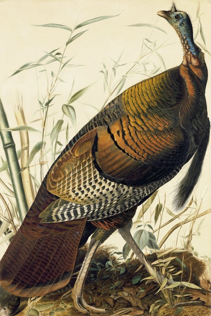 Wild Turkey
