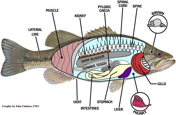 04/04/2017 · chapter four the anatomy of physics chapter contents check your existing knowledge 71 the classification of joints 72 fibrous joints 74 sutures 74 syndesmosis 75 … Fish Anatomy Askey Physics