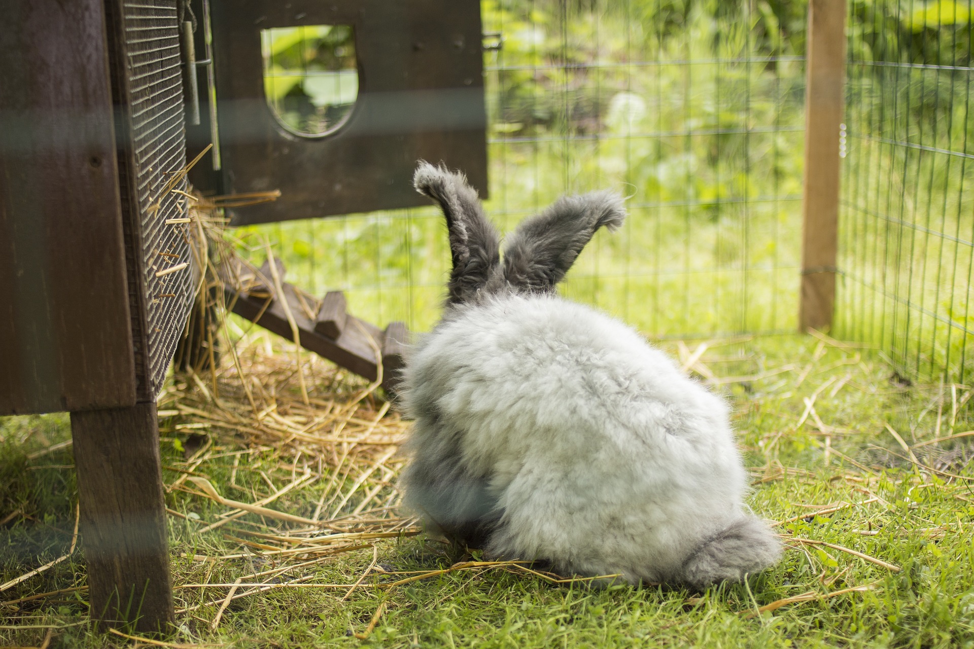 rabbit-5127980_1920.jpg?fit=