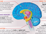 Alcohol And Your Brain Ask Listen Learn