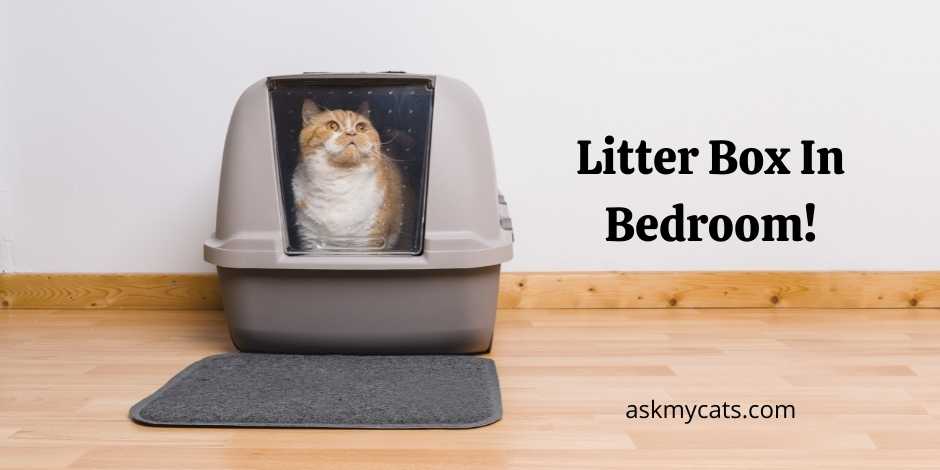 Litter box in bedroom! is it dangerous?