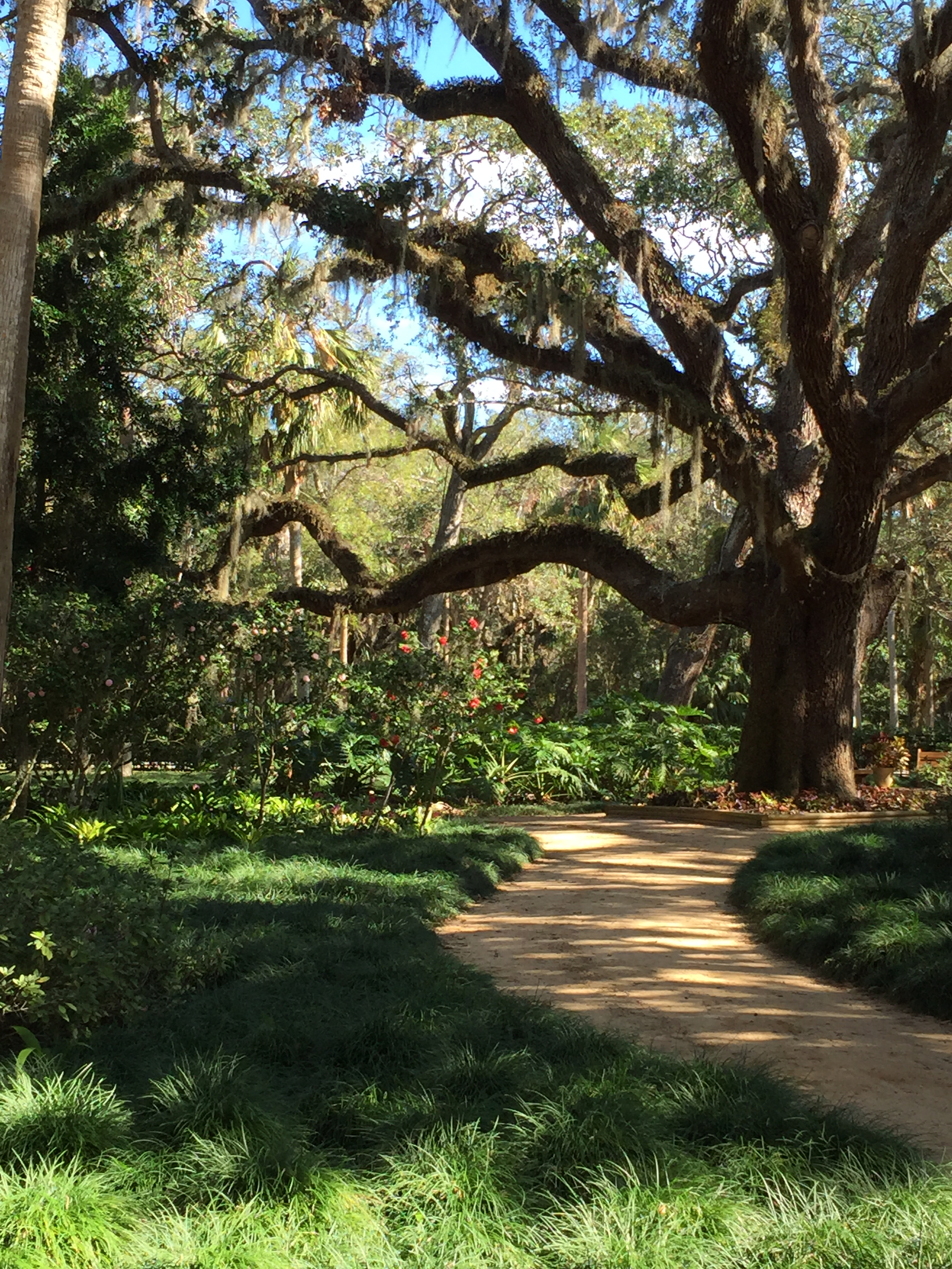 Washington Oaks walking path through gardens