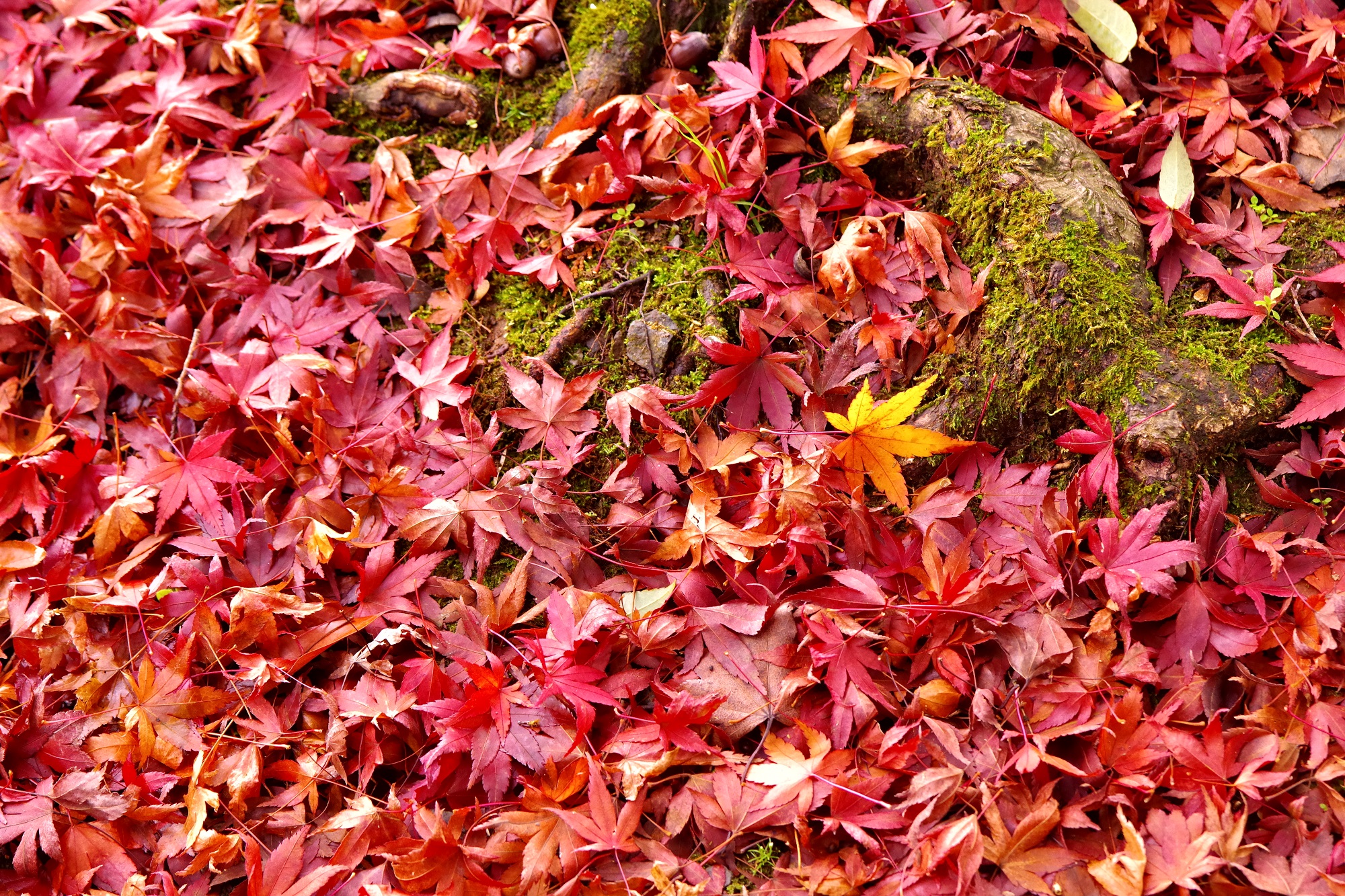 実写レビュー】SP AF 28-75mm F/2.8 XR Di LD Aspherical [IF] MACRO