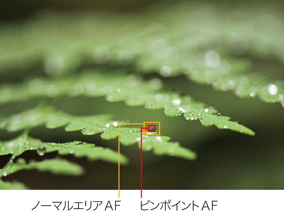 ニコン100周年の旗艦モデル Nikon D850 最新情報まとめページ とるなら 写真道楽道中記