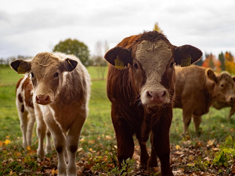Young cows standing in a pasture on a dairy farm