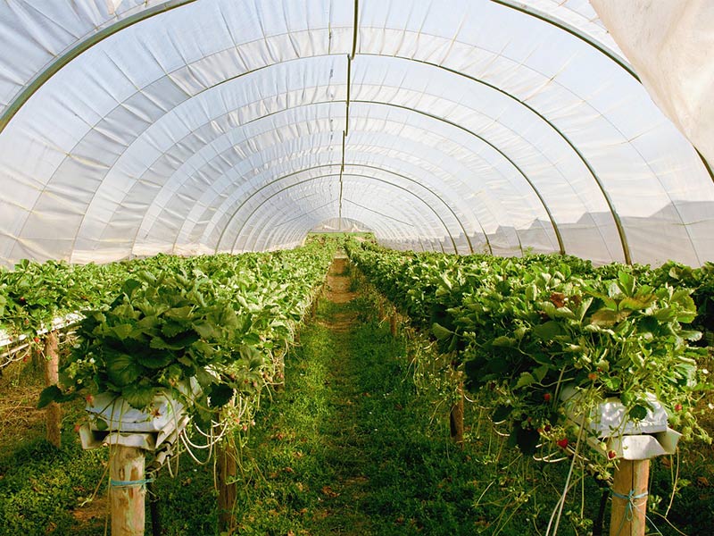 Greenhouse tunnel with rows of green plants growing on a farm
