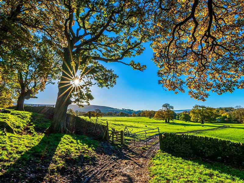 Rural farm landscape with a large tree and sunlight over green fields