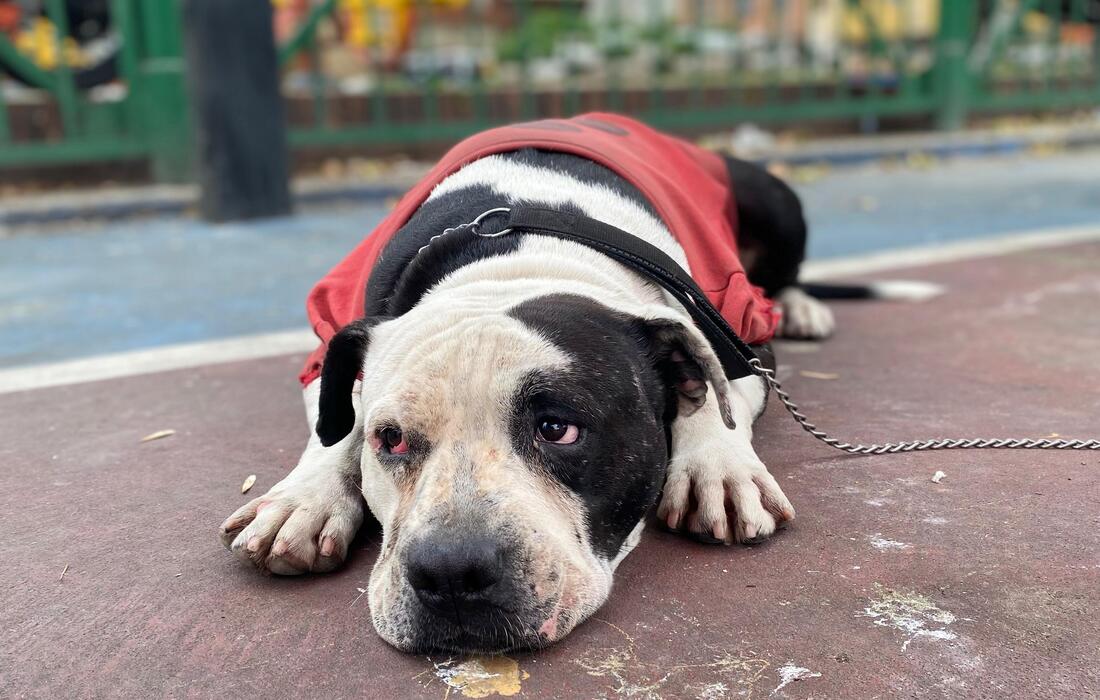 Cómo cuidar a nuestros animales de compañía con la llegada del Fenómeno del Niño