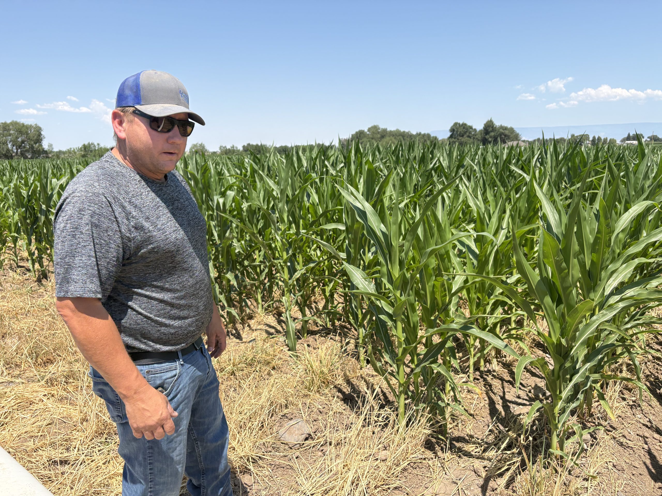 With fields already fallow, Uncompahgre Valley growers adapt to a drier future