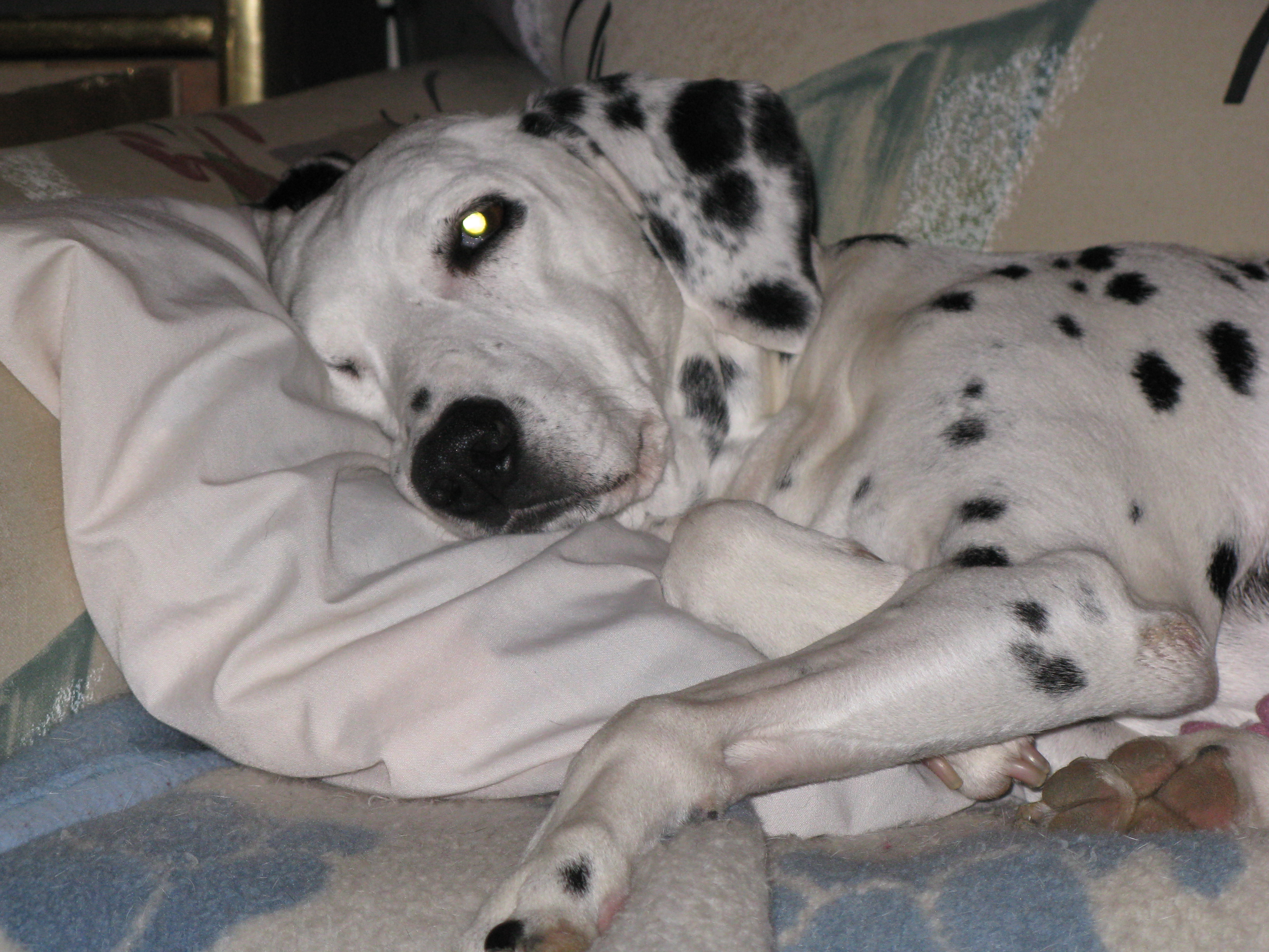 La Petite Grande Dame Cherie