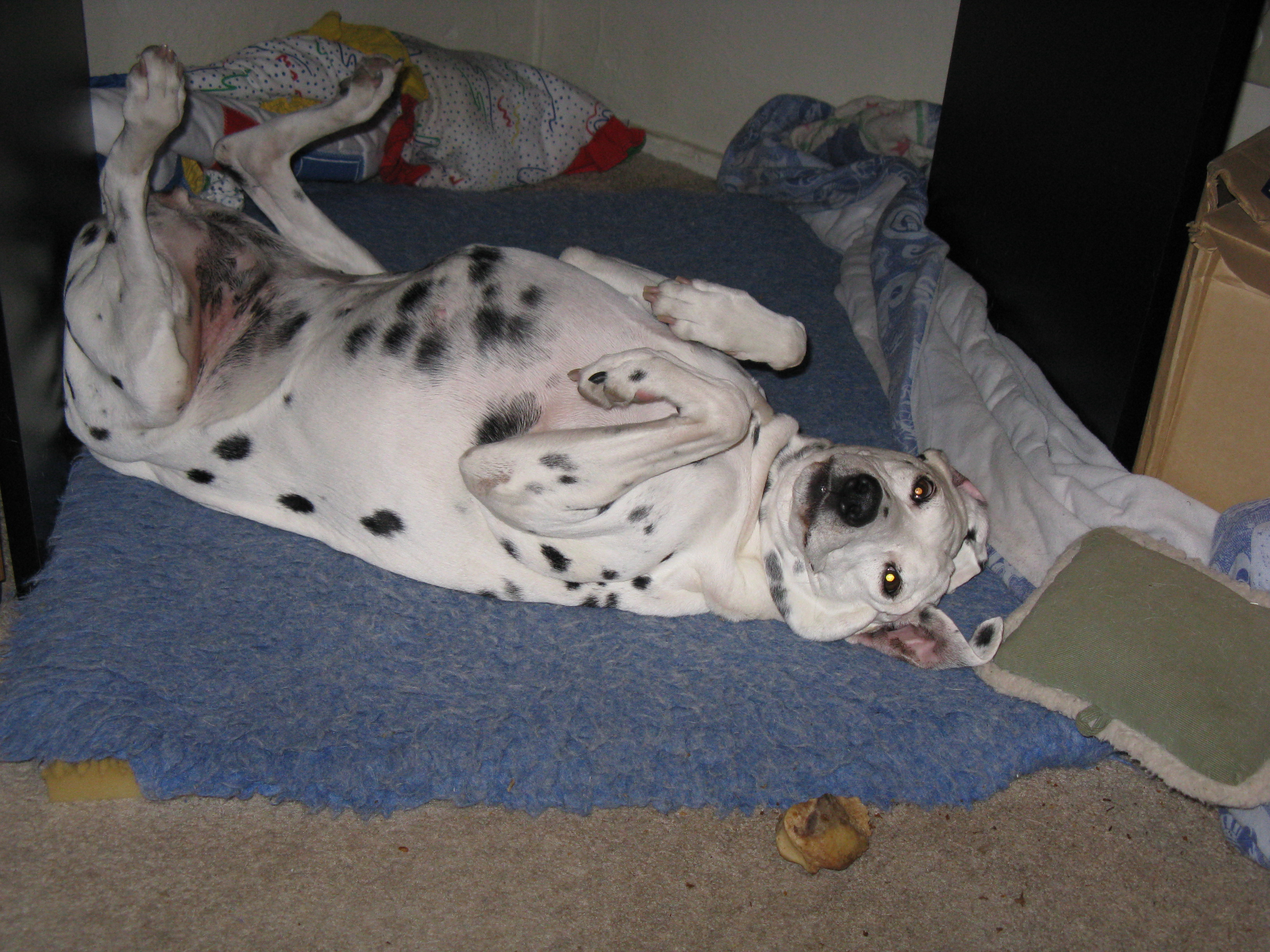 La Petite Grande Dame Cherie