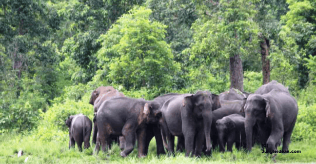 Joyful Reunion: Elephants Triumphantly Return to Kaziranga as Floodwaters Recede, Announces Himanta Biswa Sarma